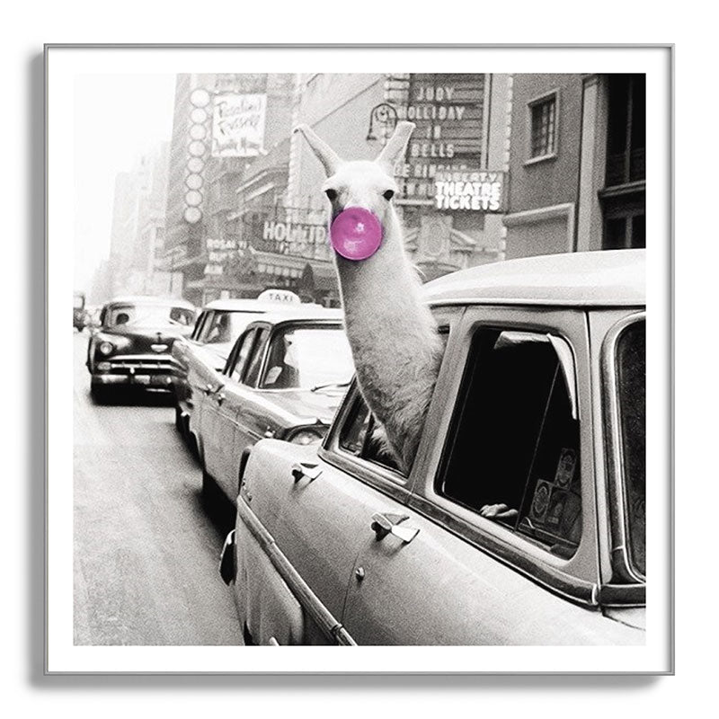 Perfect Pink Bubble Gum Llama taking a New York Taxi black and white photograph Framed Art Print Gallery Image 142