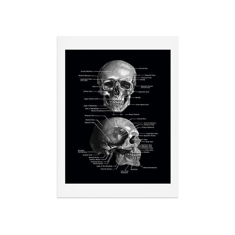 Skull Anatomy - Dark Version Art Print Gallery Image 9