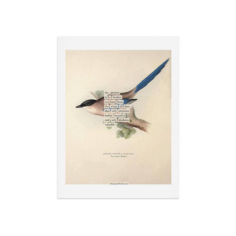 Bird Divinations: Azure Magpie (about: almanacofbirds.org) Art Print Gallery Image 7