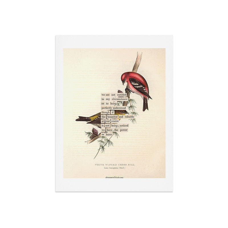 Bird Divinations: White-Winged Cross Bill (about: almanacofbirds.org) Art Print Gallery Image 7