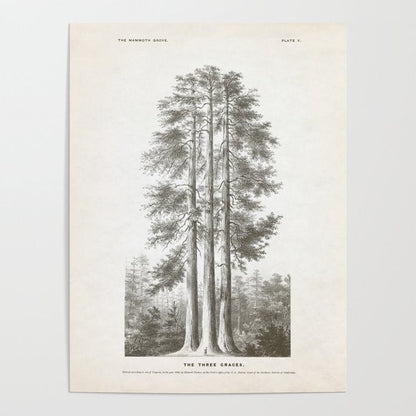 Sequoia Tree Illustration - The Three Graces at Mariposa Grove in Yosemite National Park Poster Gallery Image 2