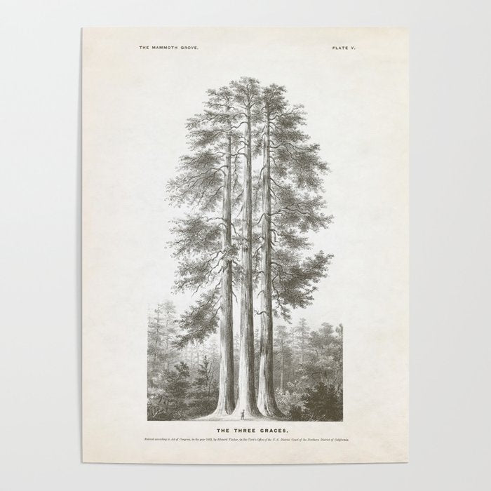 Sequoia Tree Illustration - The Three Graces at Mariposa Grove in Yosemite National Park Poster Gallery Image 1