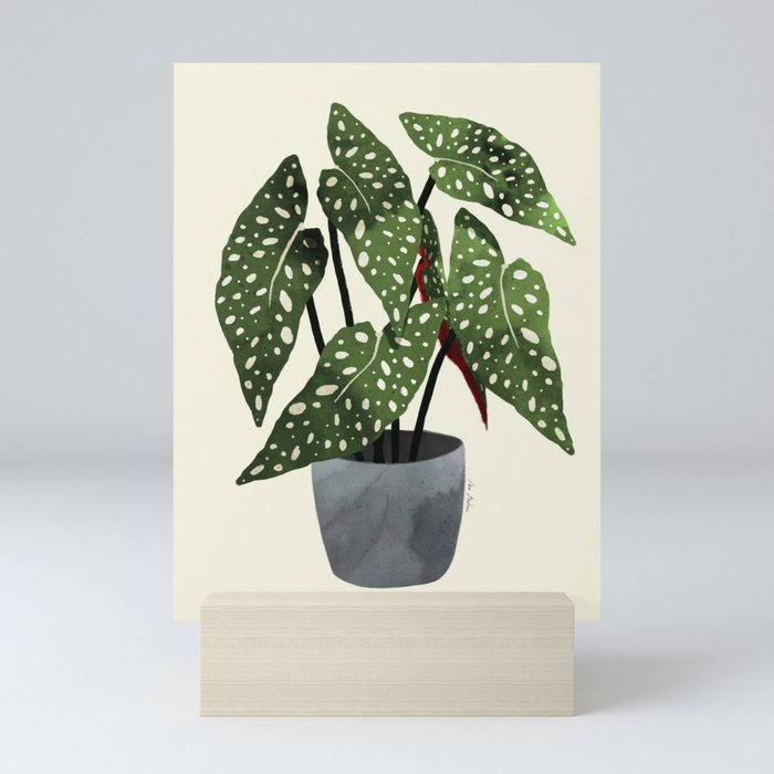 begonia maculata interior plant Mini Art Print Gallery Image 5
