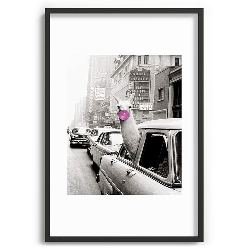 Perfect Pink Bubble Gum Llama taking a New York Taxi black and white photograph Framed Art Print Gallery Image 85