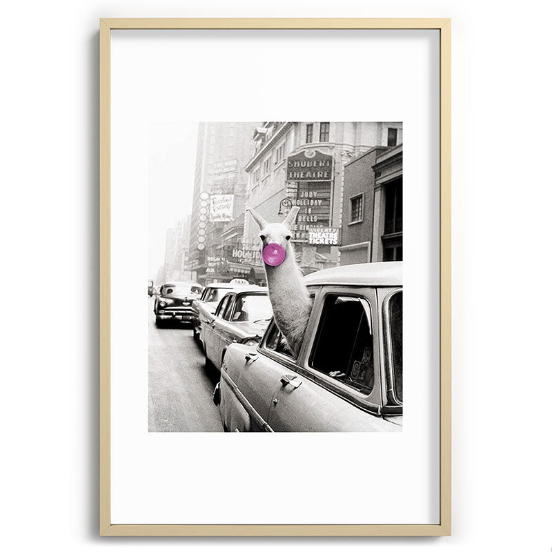 Perfect Pink Bubble Gum Llama taking a New York Taxi black and white photograph Framed Art Print Gallery Image 102