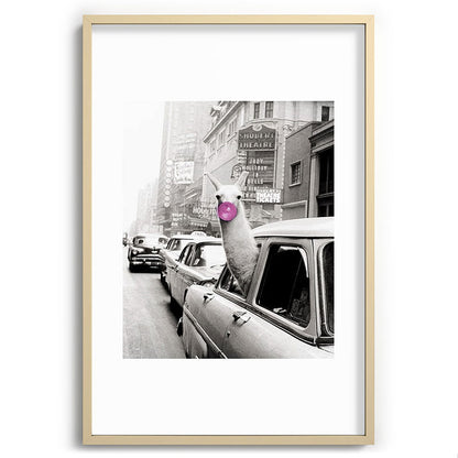 Perfect Pink Bubble Gum Llama taking a New York Taxi black and white photograph Framed Art Print Gallery Image 102