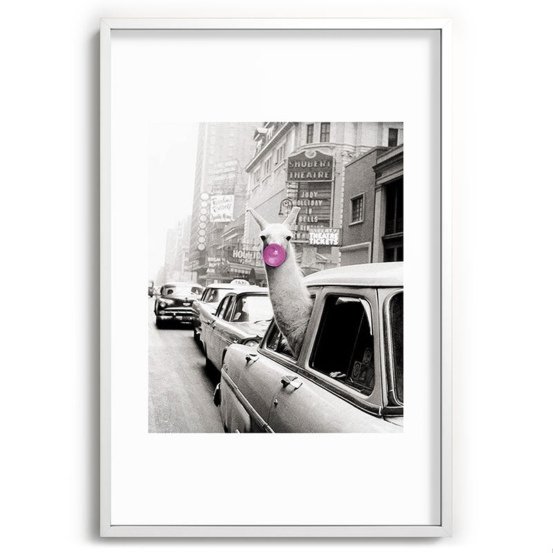 Perfect Pink Bubble Gum Llama taking a New York Taxi black and white photograph Framed Art Print Gallery Image 110