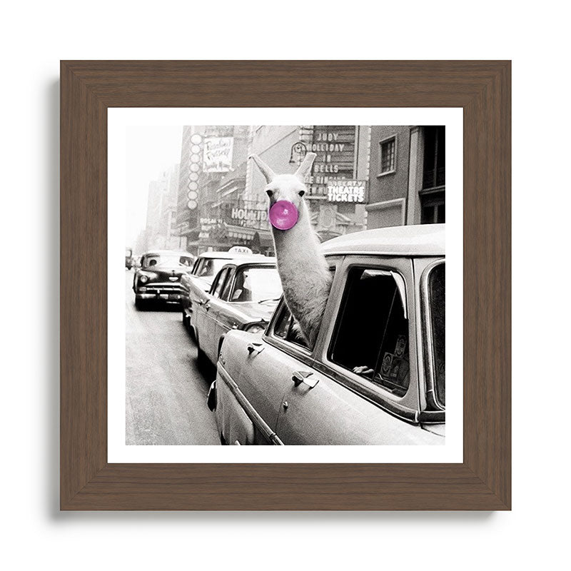 Perfect Pink Bubble Gum Llama taking a New York Taxi black and white photograph Framed Art Print Gallery Image 57