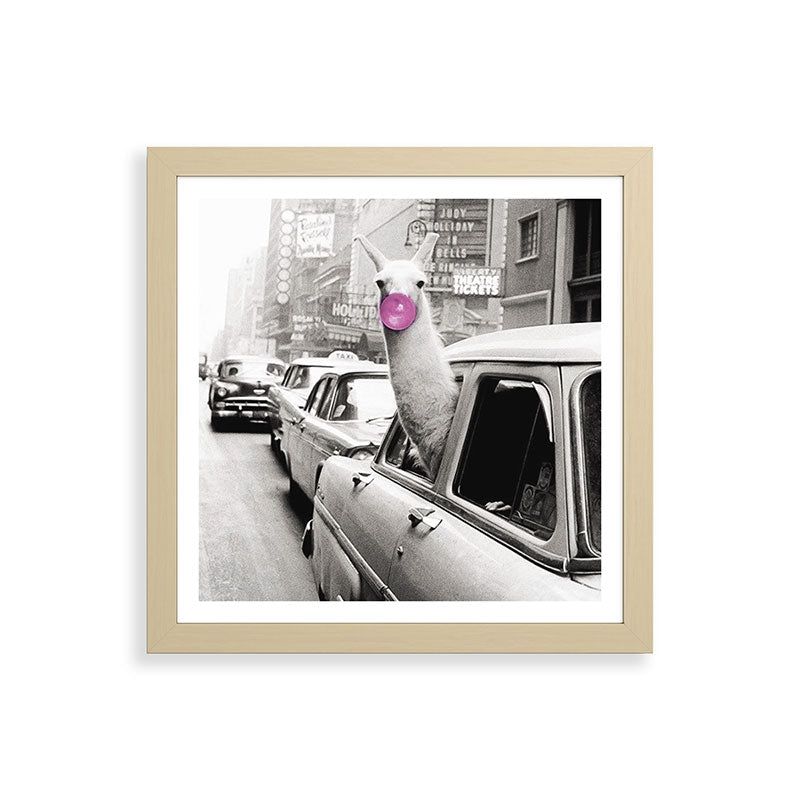 Perfect Pink Bubble Gum Llama taking a New York Taxi black and white photograph Framed Art Print Gallery Image 71
