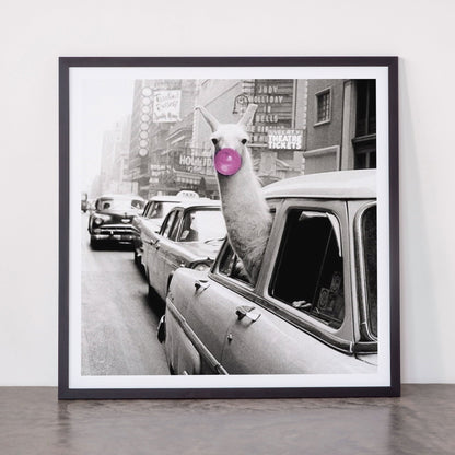 Perfect Pink Bubble Gum Llama taking a New York Taxi black and white photograph Framed Art Print Gallery Image 55