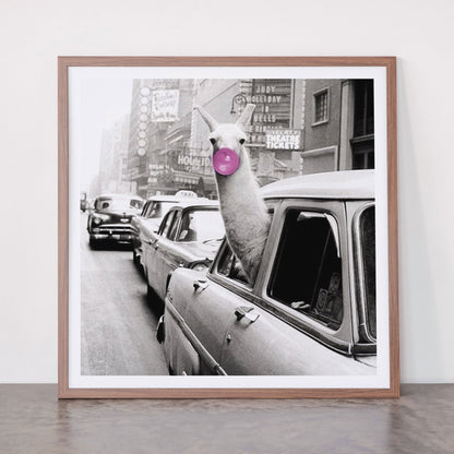 Perfect Pink Bubble Gum Llama taking a New York Taxi black and white photograph Framed Art Print Gallery Image 66