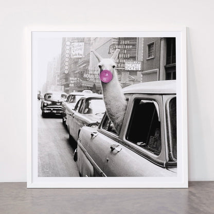 Perfect Pink Bubble Gum Llama taking a New York Taxi black and white photograph Framed Art Print Gallery Image 87