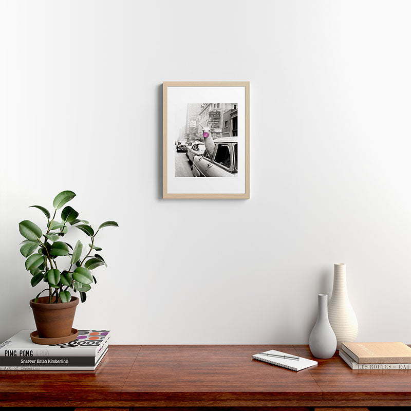 Perfect Pink Bubble Gum Llama taking a New York Taxi black and white photograph Framed Art Print Gallery Image 23