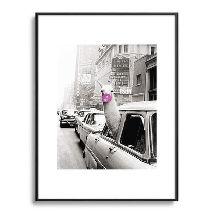 Perfect Pink Bubble Gum Llama taking a New York Taxi black and white photograph Framed Art Print Gallery Image 116