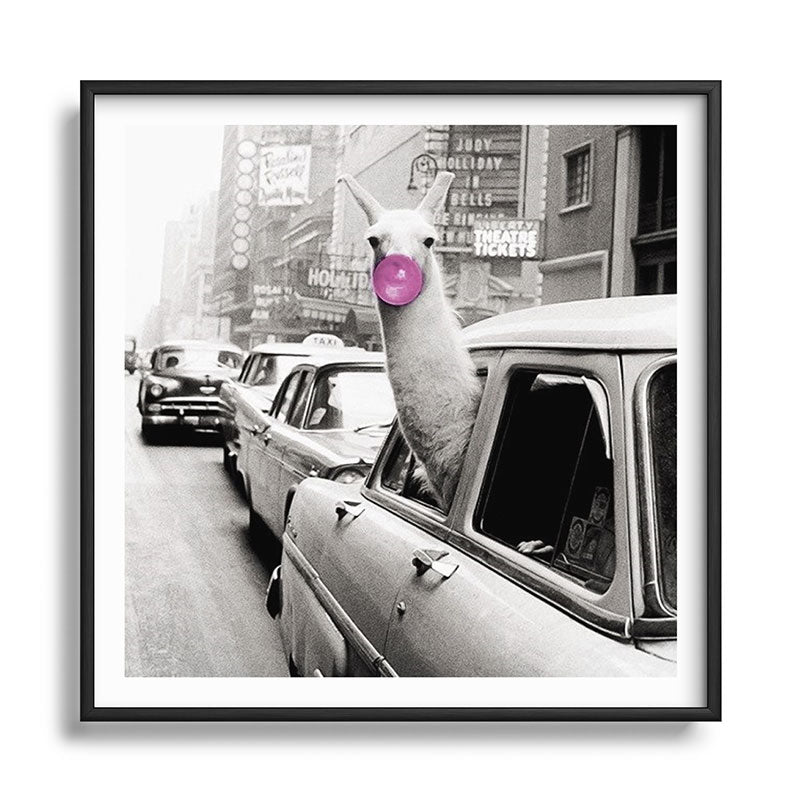 Perfect Pink Bubble Gum Llama taking a New York Taxi black and white photograph Framed Art Print Gallery Image 122