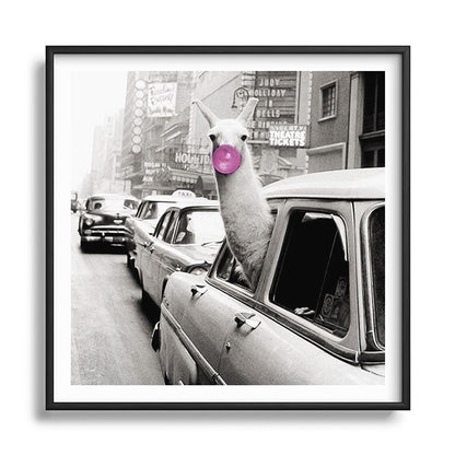 Perfect Pink Bubble Gum Llama taking a New York Taxi black and white photograph Framed Art Print Gallery Image 122