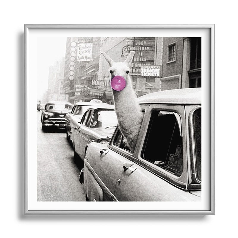 Perfect Pink Bubble Gum Llama taking a New York Taxi black and white photograph Framed Art Print Gallery Image 140