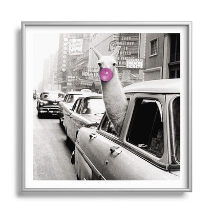 Perfect Pink Bubble Gum Llama taking a New York Taxi black and white photograph Framed Art Print Gallery Image 140