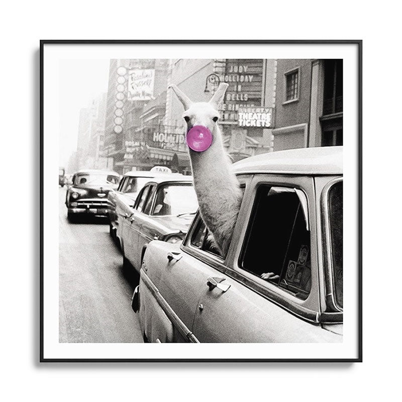 Perfect Pink Bubble Gum Llama taking a New York Taxi black and white photograph Framed Art Print Gallery Image 126