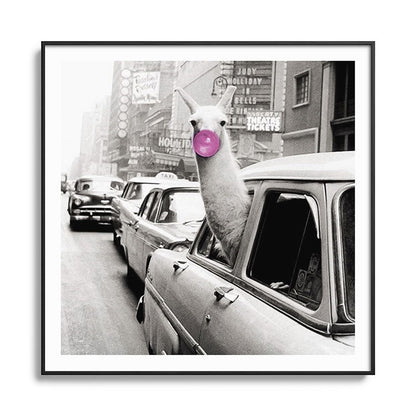 Perfect Pink Bubble Gum Llama taking a New York Taxi black and white photograph Framed Art Print Gallery Image 126