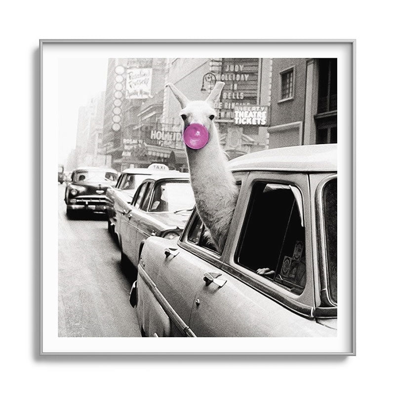 Perfect Pink Bubble Gum Llama taking a New York Taxi black and white photograph Framed Art Print Gallery Image 141