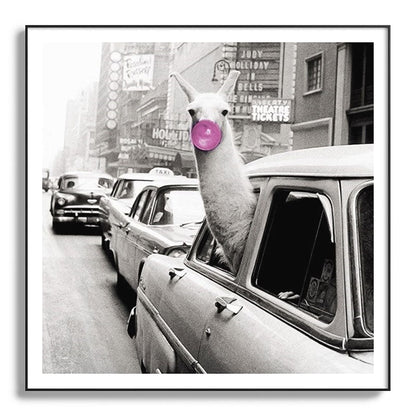 Perfect Pink Bubble Gum Llama taking a New York Taxi black and white photograph Framed Art Print Gallery Image 130