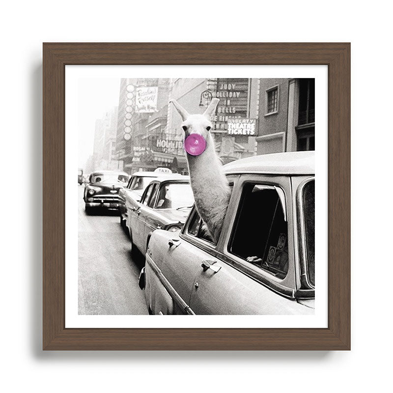 Perfect Pink Bubble Gum Llama taking a New York Taxi black and white photograph Framed Art Print Gallery Image 13