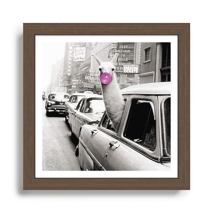 Perfect Pink Bubble Gum Llama taking a New York Taxi black and white photograph Framed Art Print Gallery Image 13