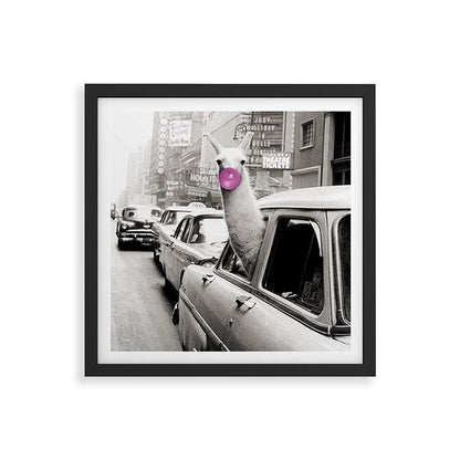 Perfect Pink Bubble Gum Llama taking a New York Taxi black and white photograph Framed Art Print Gallery Image 7