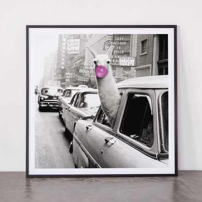Perfect Pink Bubble Gum Llama taking a New York Taxi black and white photograph Framed Art Print Gallery Image 11