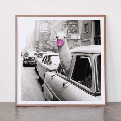 Perfect Pink Bubble Gum Llama taking a New York Taxi black and white photograph Framed Art Print Gallery Image 21
