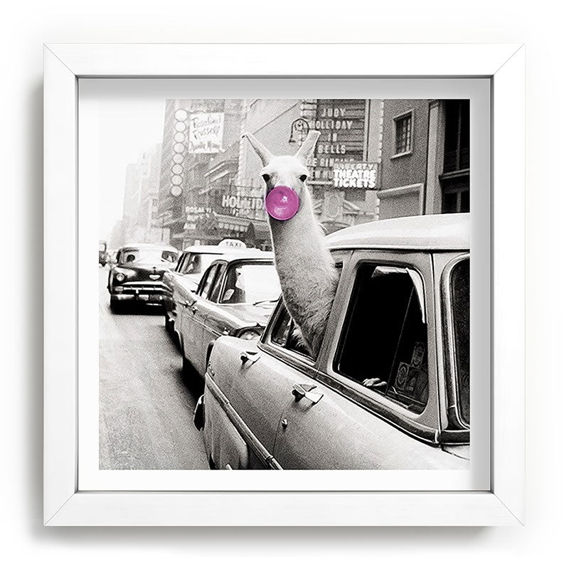 Perfect Pink Bubble Gum Llama taking a New York Taxi black and white photograph Framed Art Print Gallery Image 114