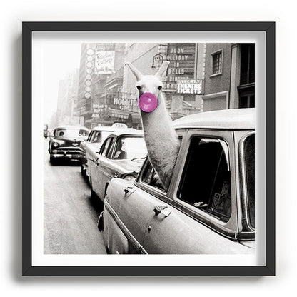 Perfect Pink Bubble Gum Llama taking a New York Taxi black and white photograph Framed Art Print Gallery Image 93