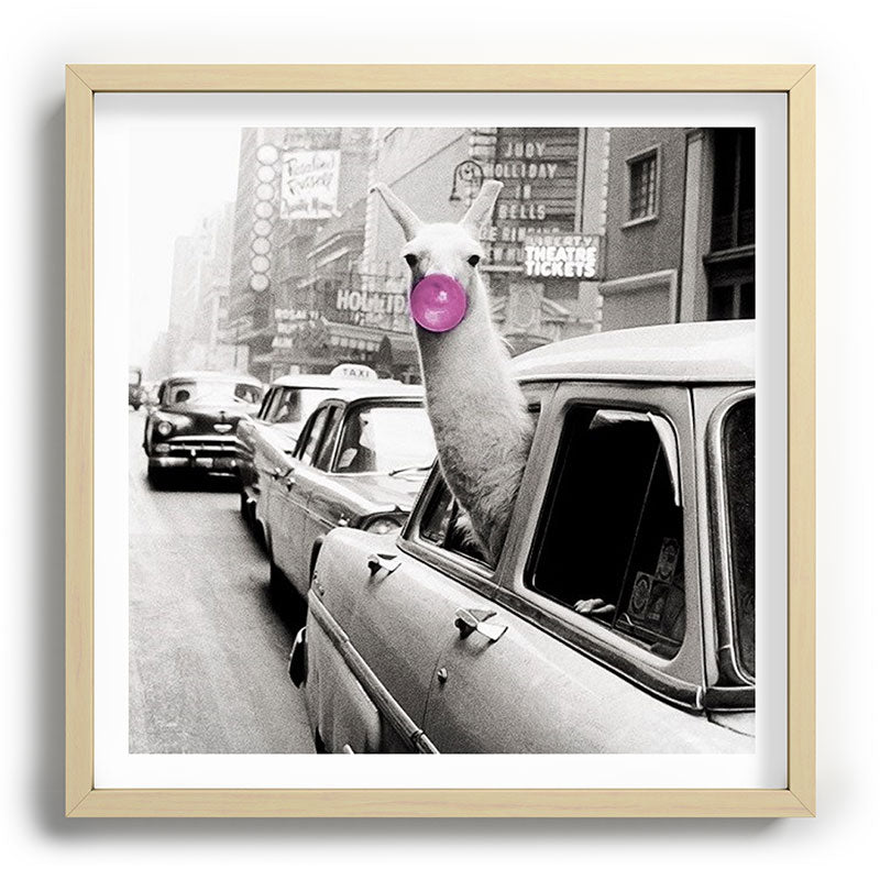 Perfect Pink Bubble Gum Llama taking a New York Taxi black and white photograph Framed Art Print Gallery Image 109
