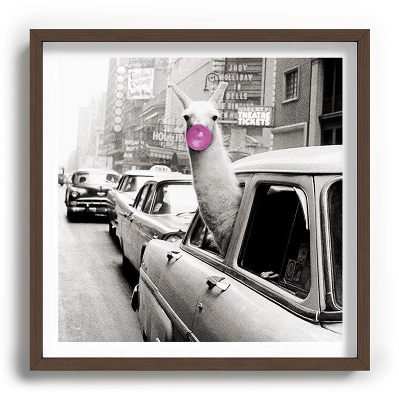 Perfect Pink Bubble Gum Llama taking a New York Taxi black and white photograph Framed Art Print Gallery Image 101
