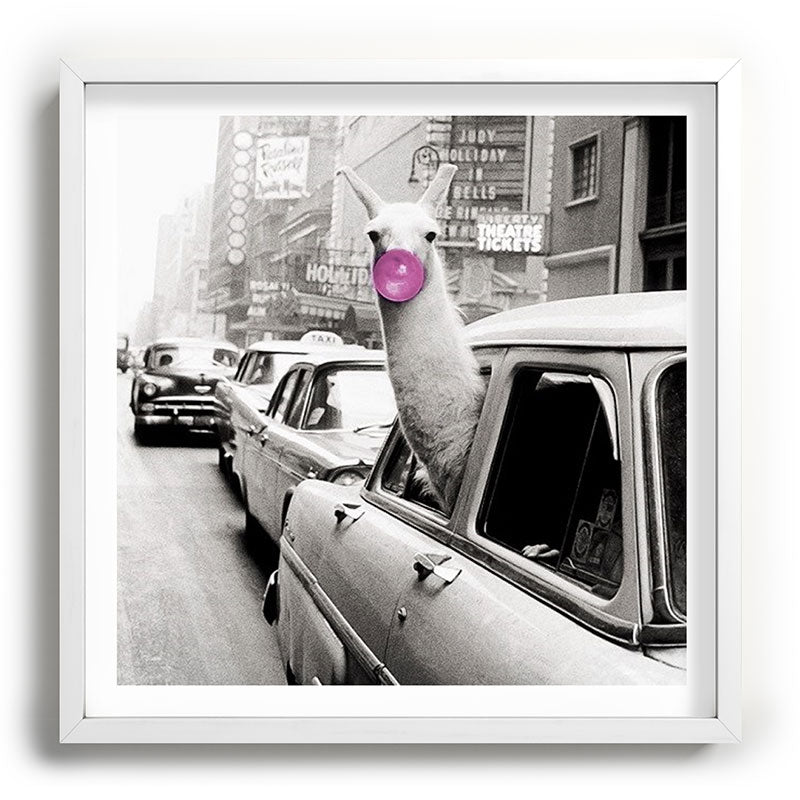 Perfect Pink Bubble Gum Llama taking a New York Taxi black and white photograph Framed Art Print Gallery Image 118