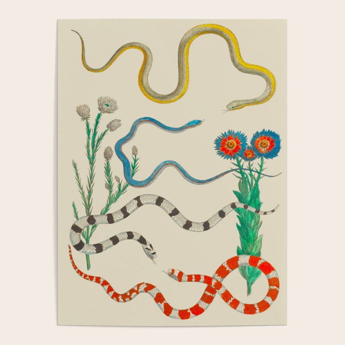 Locupletissimi rerum naturalium - vol. 2 - Albertus Seba Colorful Snake Floral Arrangement Poster Gallery Image 4