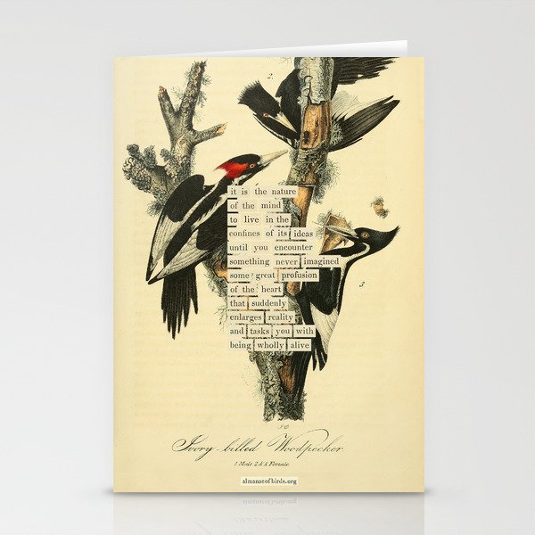 Bird Divinations: Ivory-Billed Woodpecker (about: almanacofbirds.org) Stationery Card Gallery Image 2