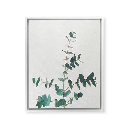Eucalyptus Framed Canvas Print Gallery Image 34