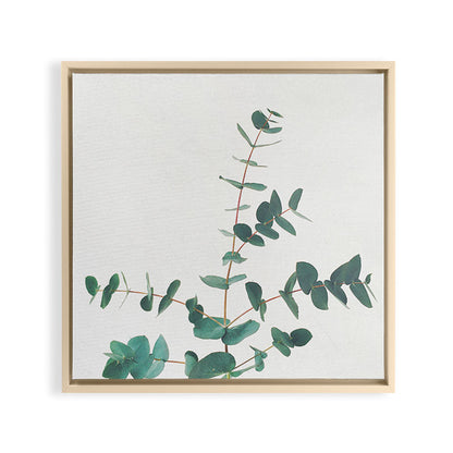 Eucalyptus Framed Canvas Print Gallery Image 27