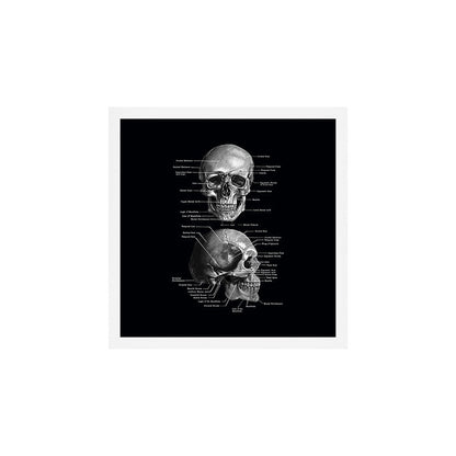 Skull Anatomy - Dark Version Art Print Gallery Image 2