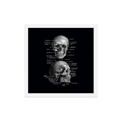 Skull Anatomy - Dark Version Art Print Gallery Image 5