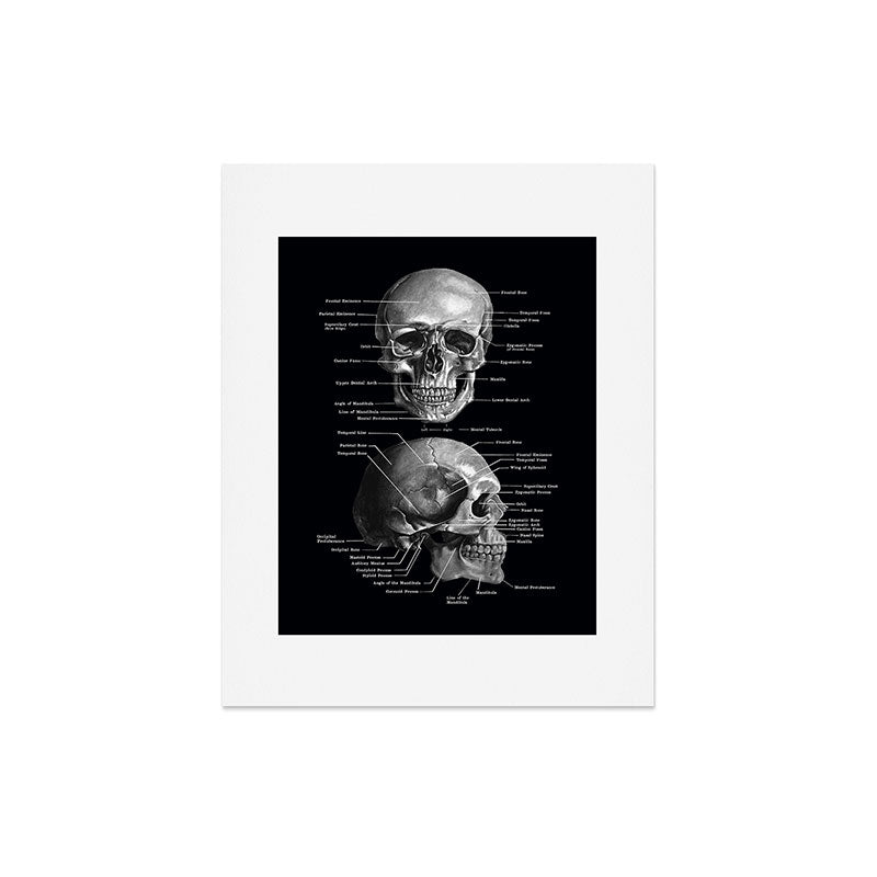 Skull Anatomy - Dark Version Art Print Gallery Image 7