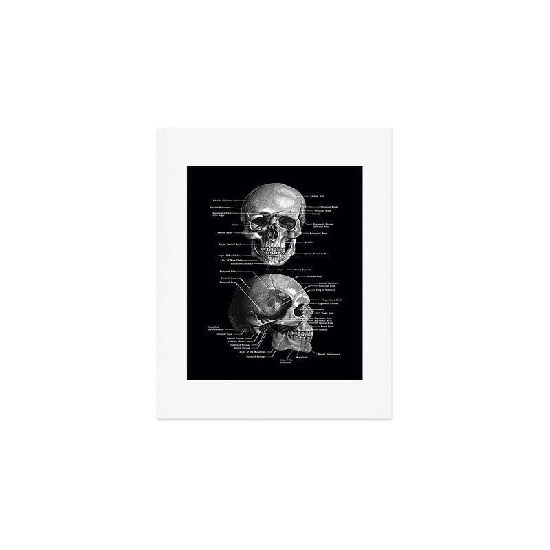 Skull Anatomy - Dark Version Art Print Gallery Image 1
