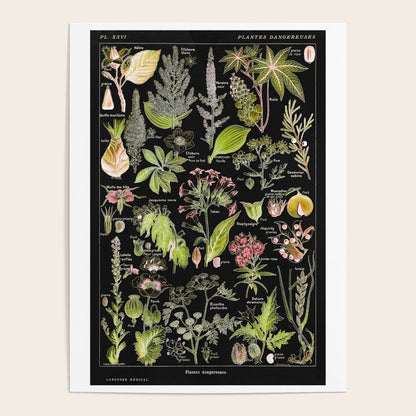 Adolphe Millot - Plantes dangereuses A (dangerous plants A) Poster Gallery Image 1