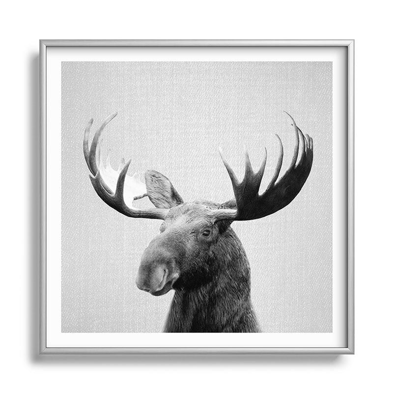 Moose - Black & White Framed Art Print Gallery Image 140