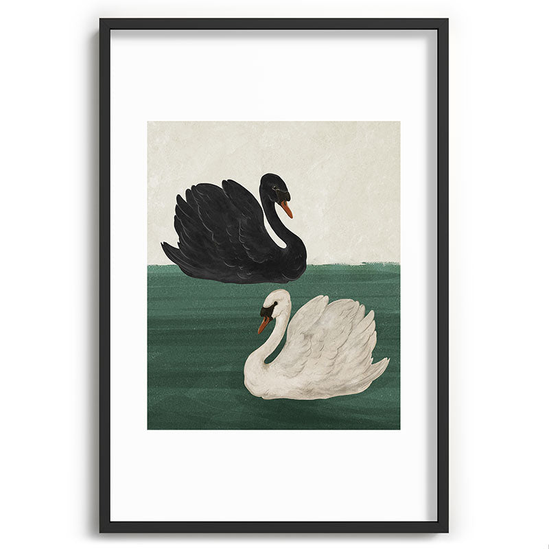 Black Swan White Swan Framed Art Print Gallery Image 36