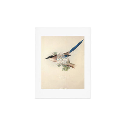 Bird Divinations: Azure Magpie (about: almanacofbirds.org) Art Print Gallery Image 3