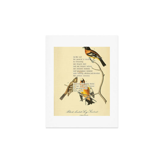 Bird Divinations: Black-headed Song-grosbeak (about: almanacofbirds.org) Art Print Gallery Image 2