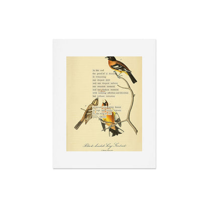 Bird Divinations: Black-headed Song-grosbeak (about: almanacofbirds.org) Art Print Gallery Image 4